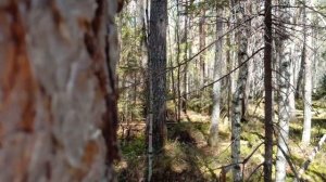 Работа зсл по медведю