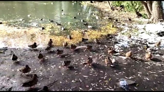 Календарь рыбака на Ноябрь Прогноз клева рыбы на эту неделю Лунный Календарь рыбака Ноябрь 2022 смотреть онлайн