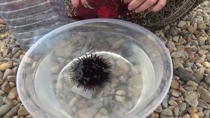 Морской ёж - это не только колючки... Sea urchin.