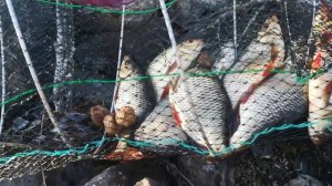 Ловля рыбы на мережу с прикормом!Финляндия