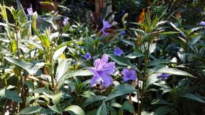 Bumble bee feeding on Mexican petunia in slow motion