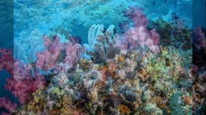 Солнечный зайчик. Исп. Татьяна Доронина