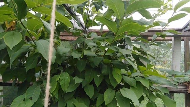 Персик . Хурма .Киви . Гранат. Инжир . середина августа Вегетация. смотреть онлайн