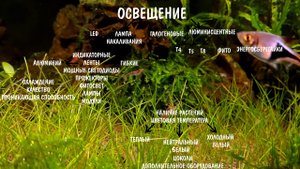 КАКОЕ ОСВЕЩЕНИЕ ВЫБРАТЬ ДЛЯ АКВАРИУМА