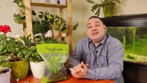 Мульчирование в комнатном цветоводстве.  Идеальная мульча