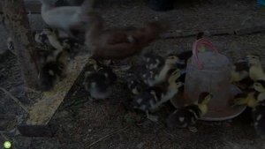 Животные и их детеныши. Названия животных и их детенышей.