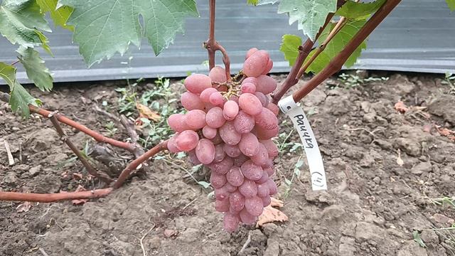 Виноград Раичка(Калугин В. М.) Виноградник Король В. Н. г.Краснодар 2024г.Slava.King2007@mail.ru смотреть онлайн