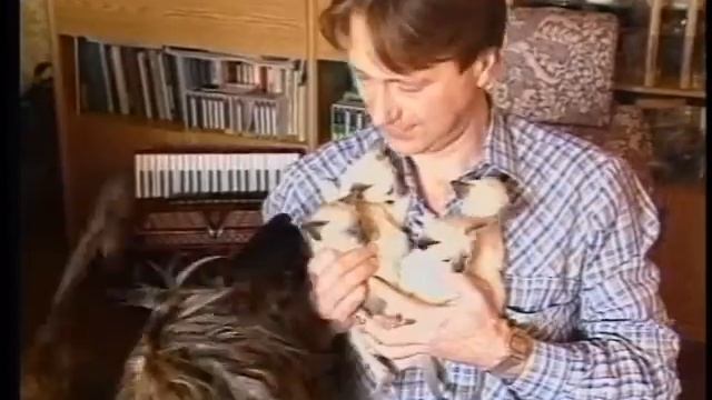 Собака воспитывает котят. смотреть онлайн