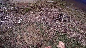 Чехонь в Астраханской области на резинку