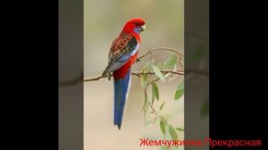 Красная розелла.