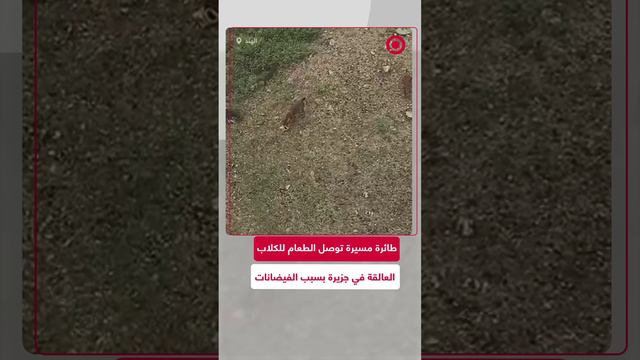 طائرة مسيرة في الهند تنقل الطعام للكلاب العالقة بسبب الفيضانات