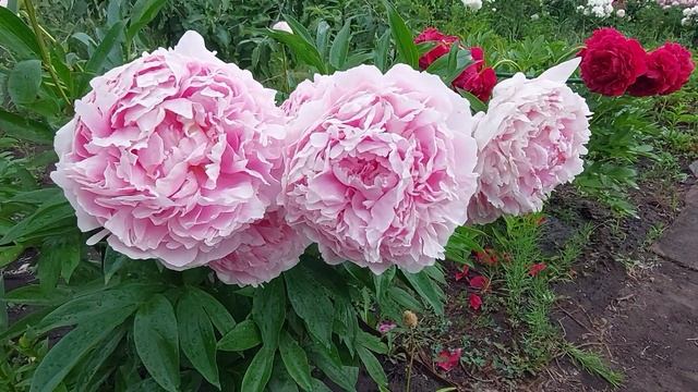 Яркое пионовое лето.2023.Разные сорта пионов-Олд Фейтфул,Бартзелла, Кэрол,Сара Бернар... смотреть онлайн