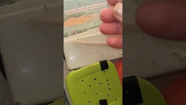 Малыш маисового полоза Катриель полинял.