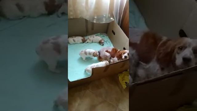 Щенки Эпаньоль Бретон смотреть онлайн