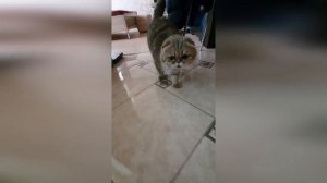 Милота пушистая! Котики шотландские вислоухие/Scottish fold cat!