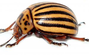 Колорадский Жук Погибнет Весь За 1 Минуту!.