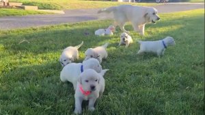 Petunia Puppies 4 weeks