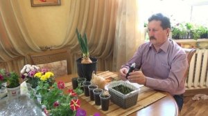 Выращивание лука Эксибишен через рассаду.