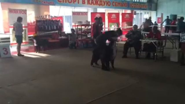 Усолье.6.03.16.Берн.зенненхунд.Суки юниорки