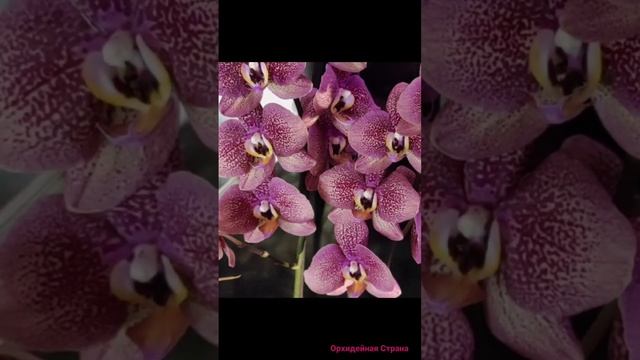 Терракотовая орхидея с неоновой губой и 3Д цветами от Мимесис Phal. Toulon #orchids #shorts #mimesi