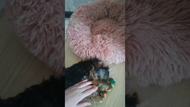 ПОКУПКИ ДЛЯ ЩЕНКА / ЩЕНОК ЙОРКШИРСКОГО ТЕРЬЕРА смотреть онлайн