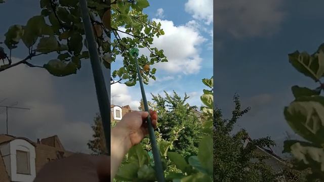 лайфхак Как снять яблоко не тряся дерево смотреть онлайн