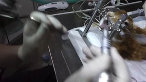 Стоматология грызунов