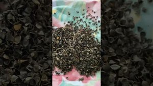 Подушки под попу, для дальнобойщиков и дальнобойщиц с ортопедическим и массажным эффектом