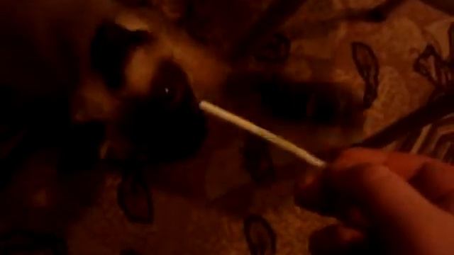 Кошка курит минтоловые сигареты смотреть онлайн