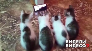 Котята - фанаты футбола. Видели видео? Фрагмент выпуска от 14.03.2021