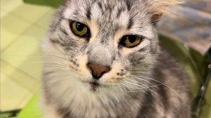 НОВЫЙ ГОД В КРУГУ КОТОВ Разбираем ПОДАРКИ!