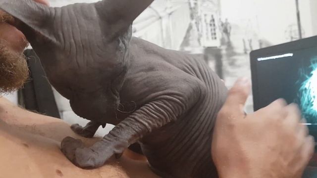 Донской сфинкс любит хозяина. The Don Sphynx loves the owner. Affectionate bald beast.