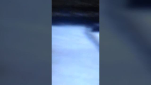 процык срёт смотреть онлайн