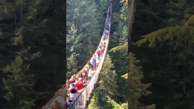 The Capilano suspension bridge