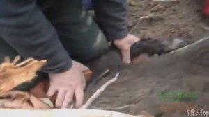 люди помогают зверям в неловкой ситуации часть 4