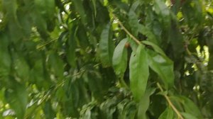 Персик Старк Эрли Гло 24.07.2020 persikovod.com