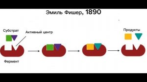 Механизм действия ферментов