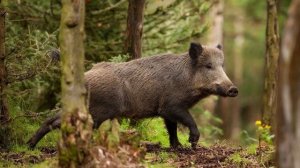 Интересные факты о диких кабанах