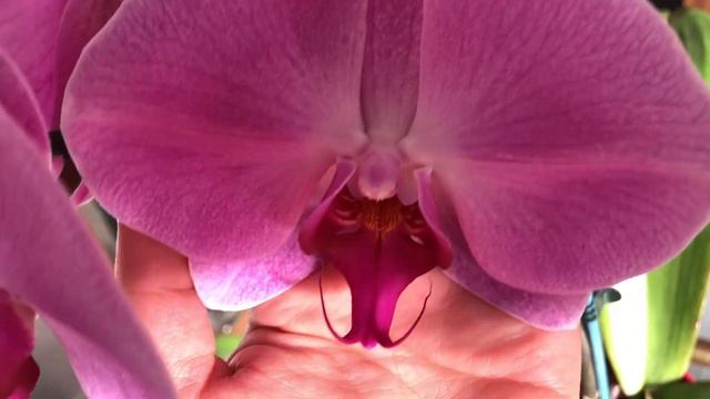 Orchies in Bloom - August 2018 смотреть онлайн