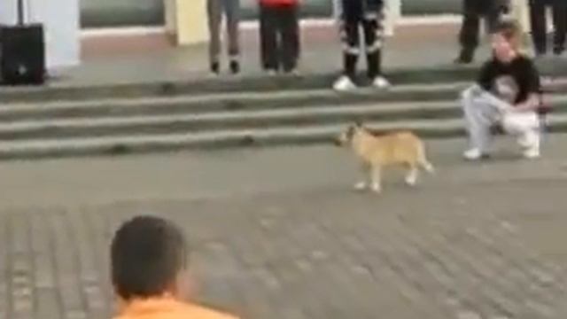 Мостовские трейсеры на празднике субкультур смотреть онлайн