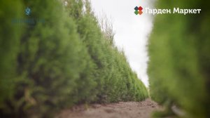Питомник туй Ирины Любченко