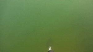 встреча с бобром на подводной охоте