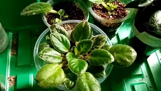 Способы полива фиалок, которые использую я.