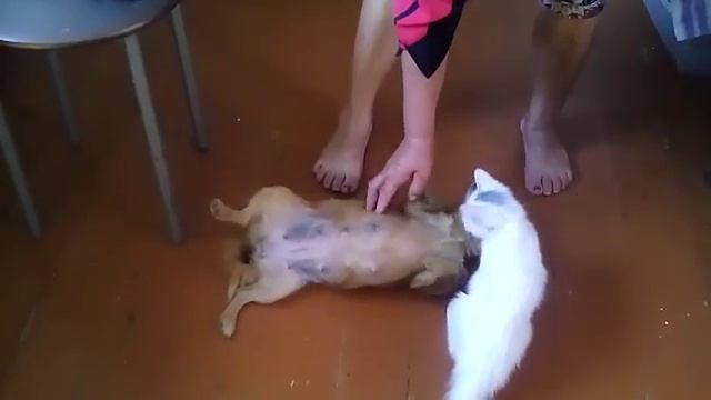 Собака приютила котенка смотреть онлайн