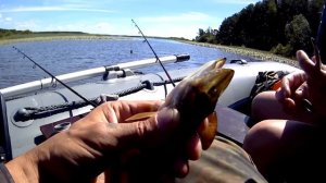 Хищник атакует !!!