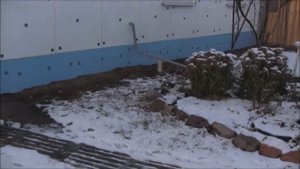 Купил эстонскую гончую! Первые дни знакомства!