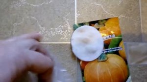 Замачиваем семена тыквы Веселые ребята