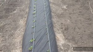 Выращивание клубники под агроволокном.