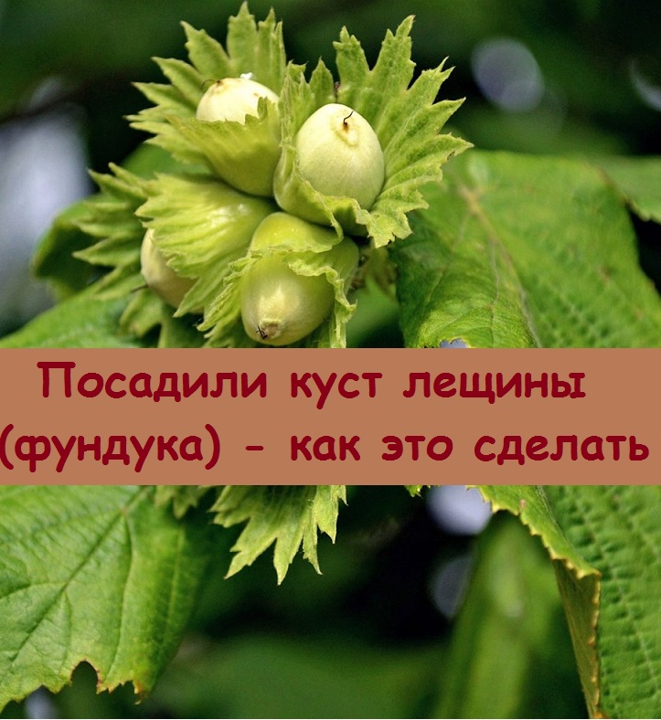 Посадили лещину - показываю, как мы готовим яму и высаживаем куст на участке