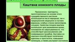 Каштана конского плоды